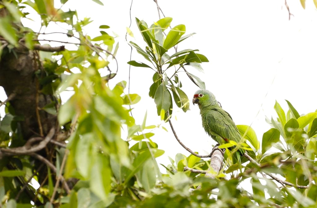 Birding en el trópico