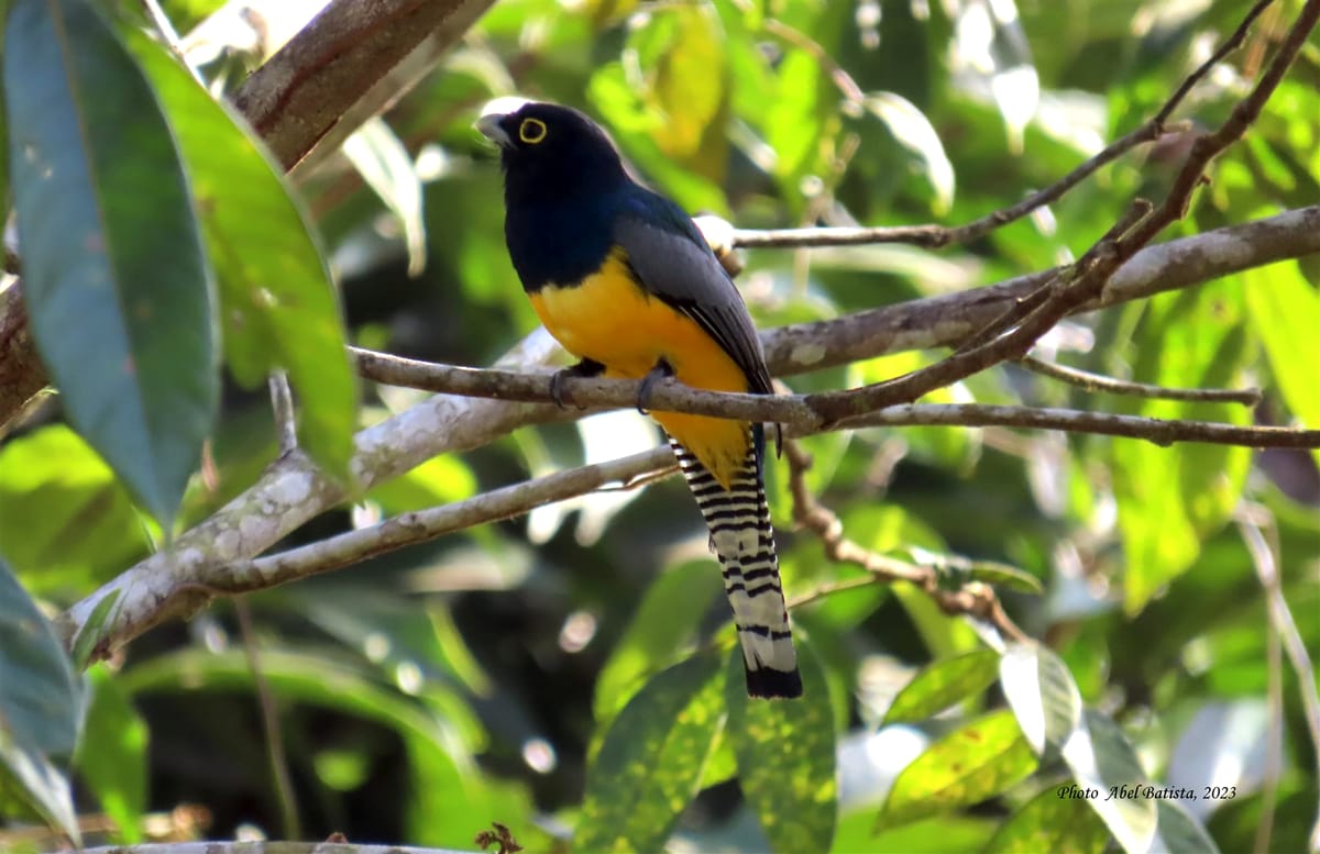 Aves de la serranía