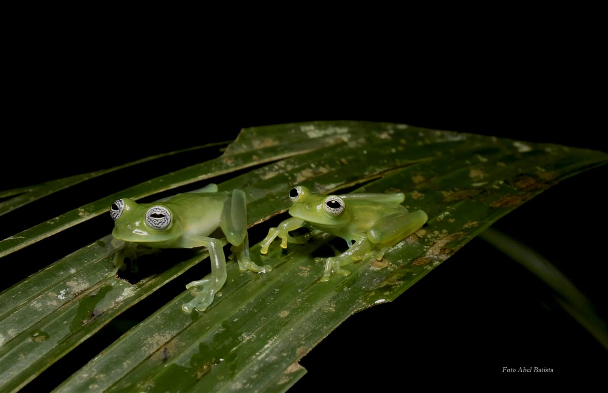 Tour de ranas venenosas