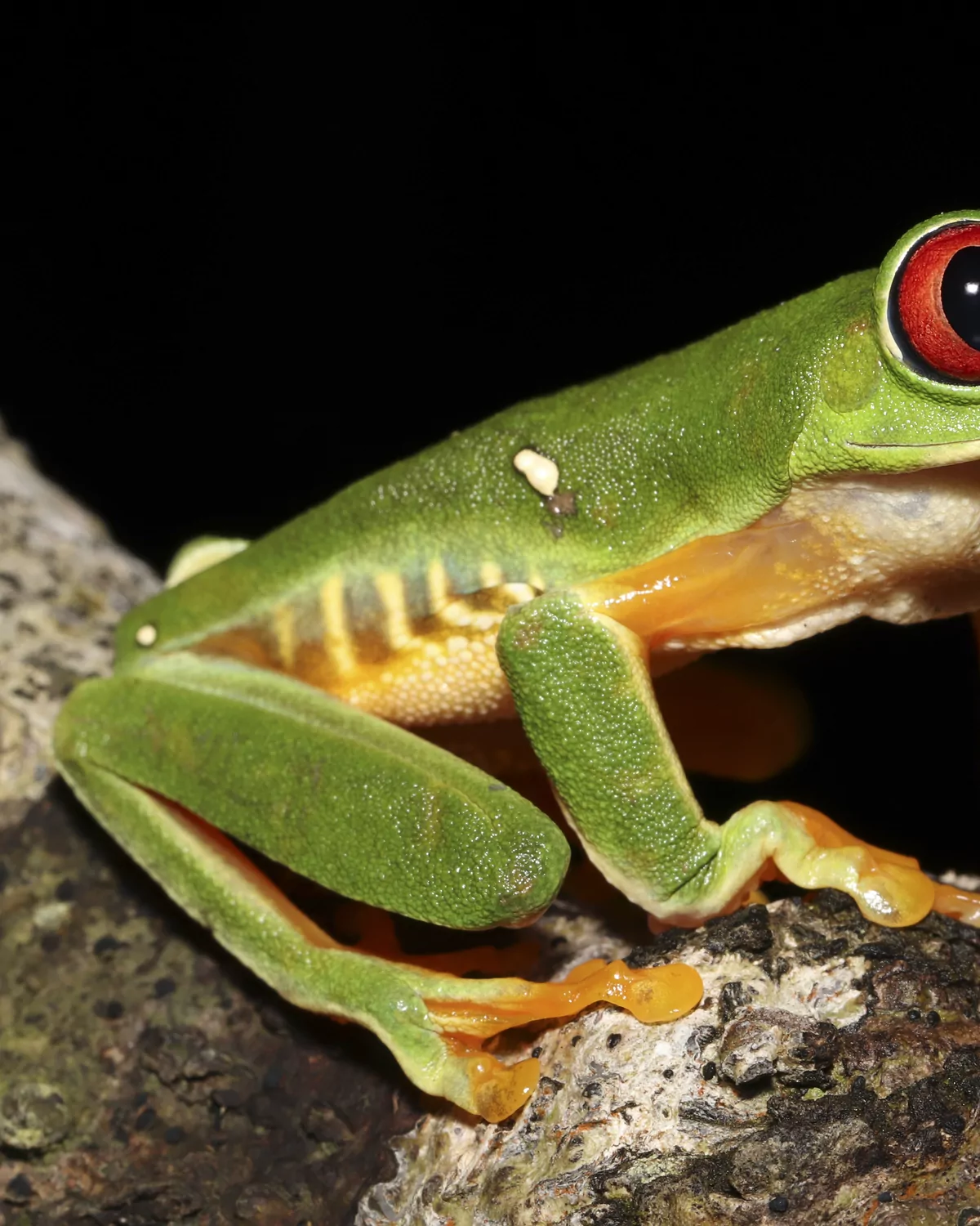 Rana de ojos rojos