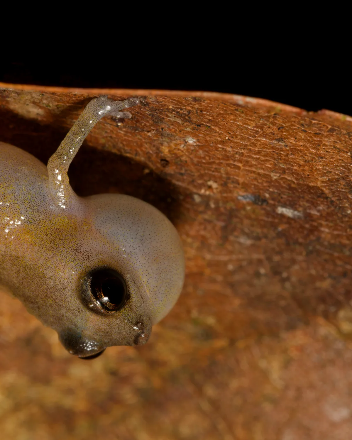 Rana ladradora